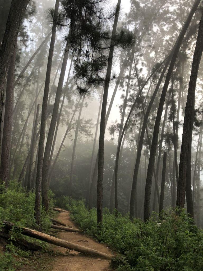 A foggy forest walk en route to Nine Arch Bridge
