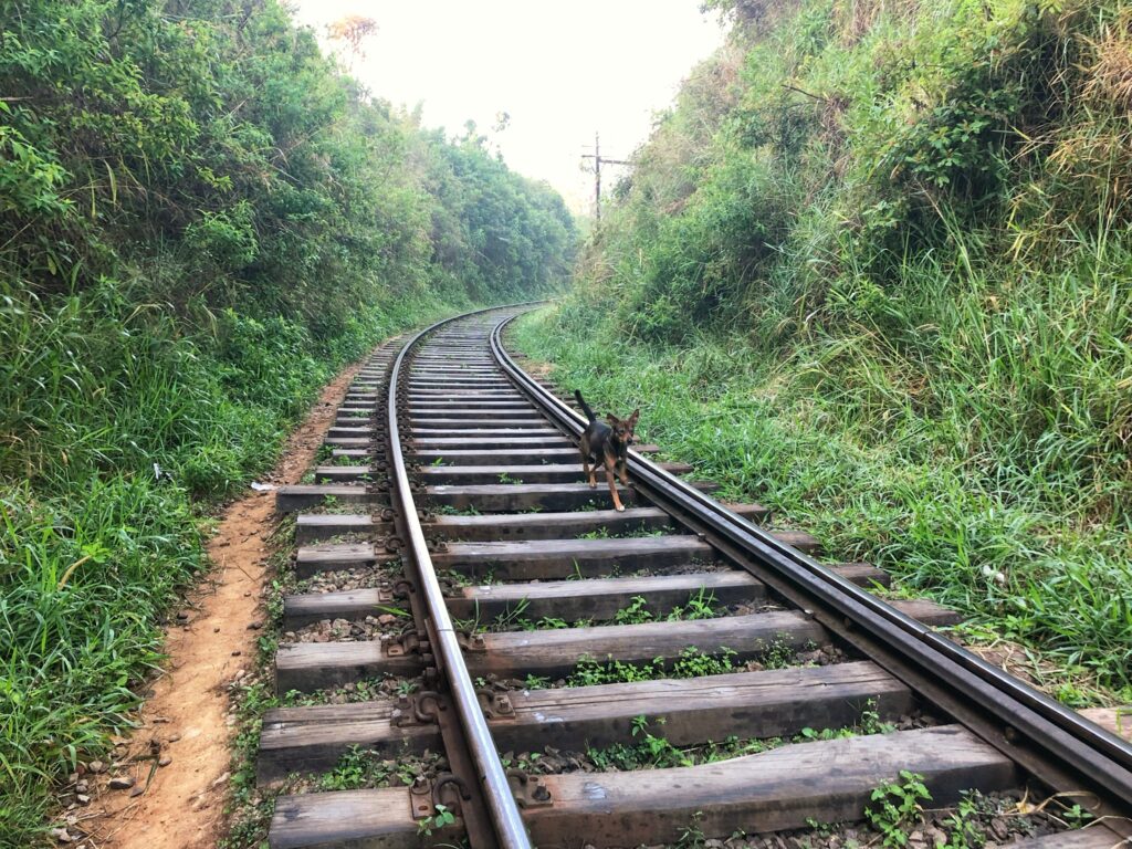 A friendly dog leads the way on the railroad tracks on the hike to Ella Rock