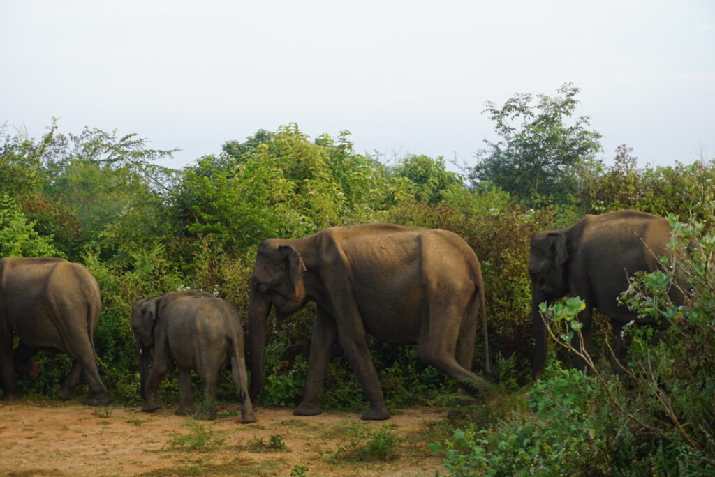 A parade of elephants in Udawalawe National Park