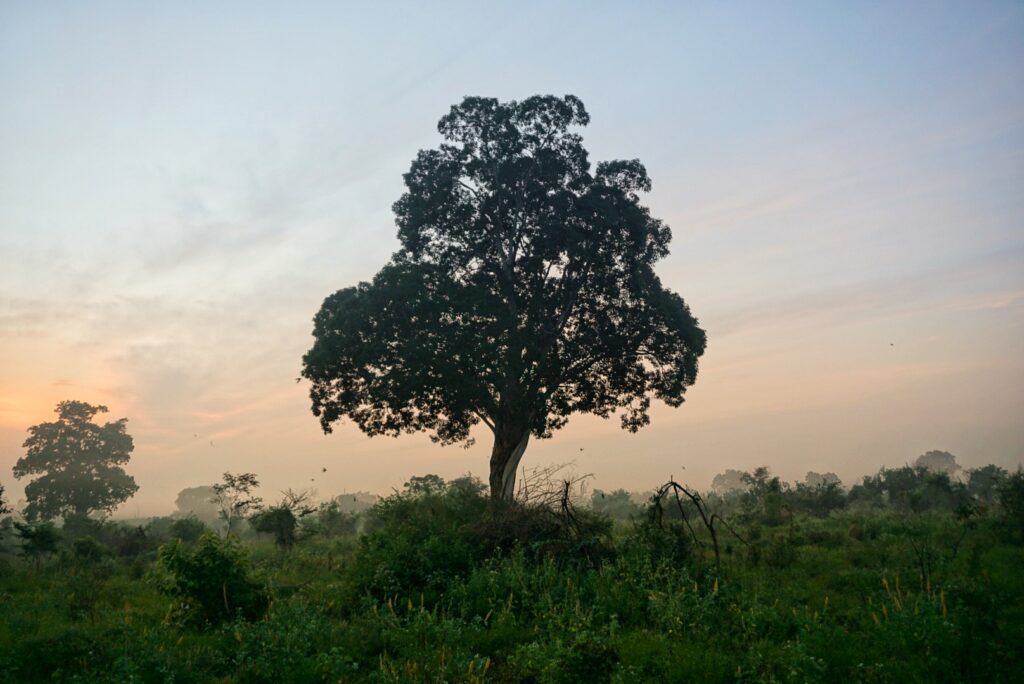 Sunrise at Udawalawe National Park