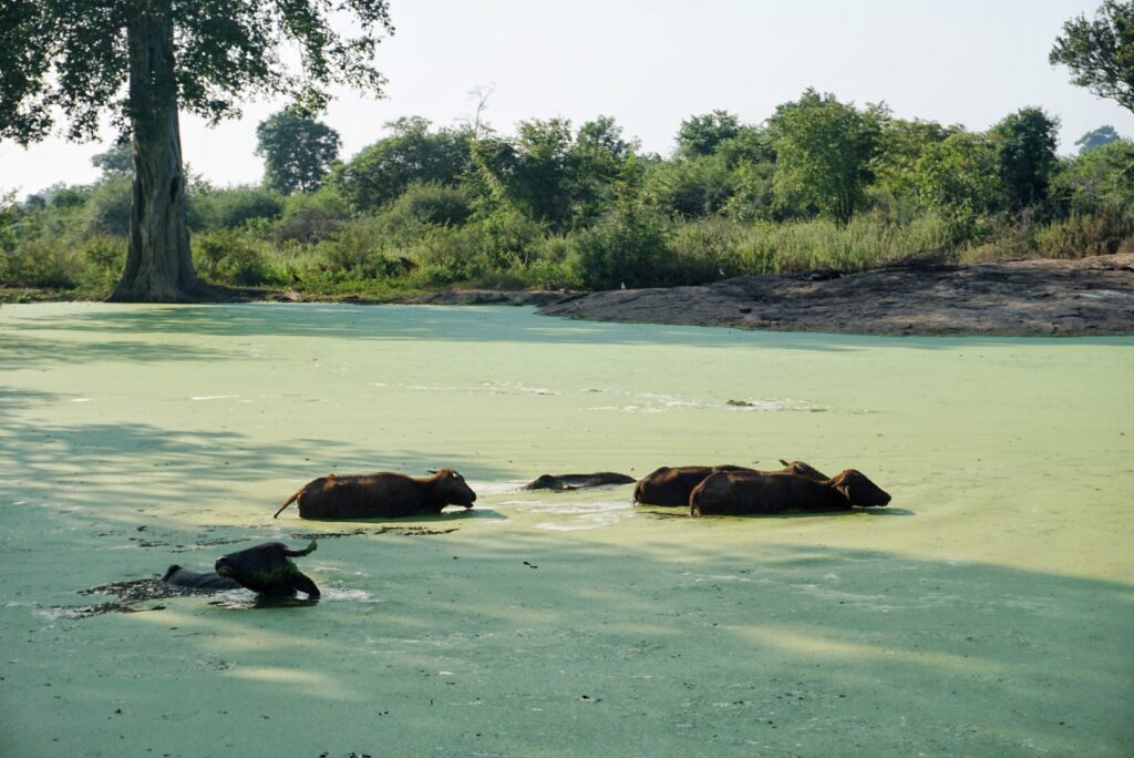 Water buffalo swimming in Udawalawe National Park