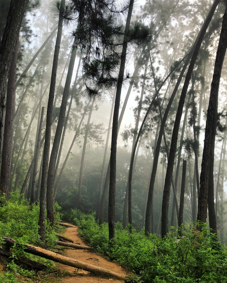 The forest walk on the way to Nine Arch Bridge is really beautiful