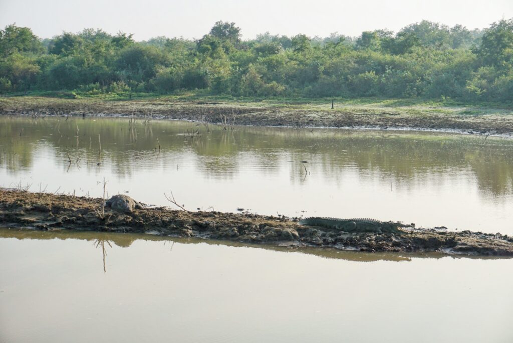 Crocodiles on the water banks in Udawalawe National Park