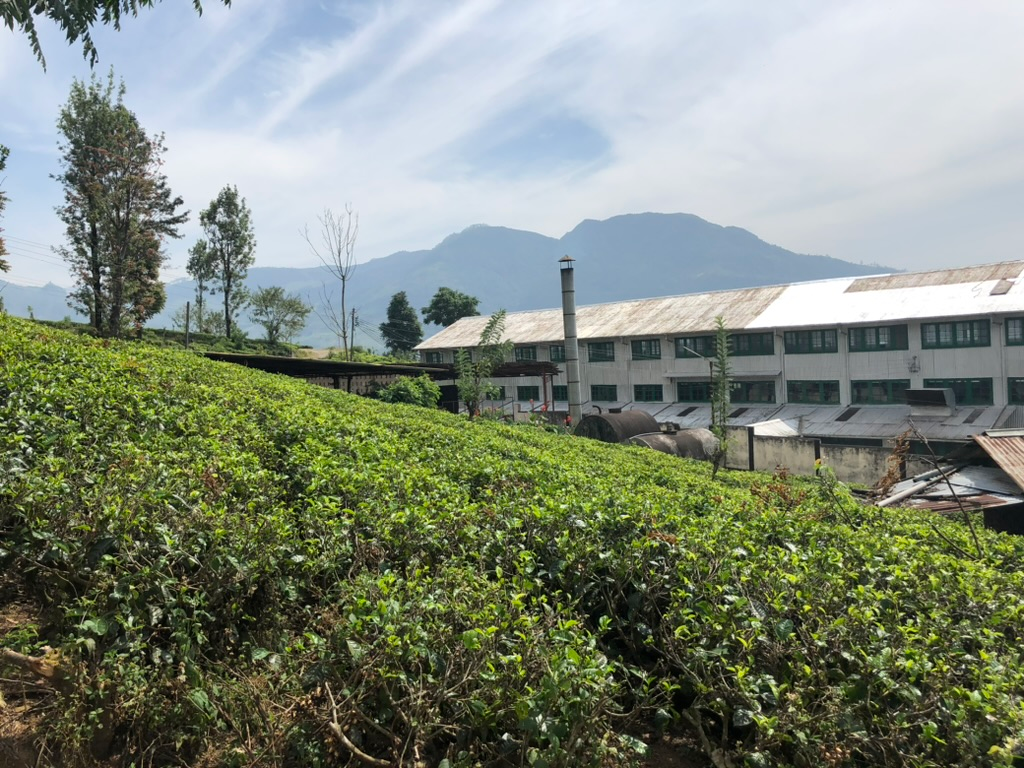 Views of a tea plantation near Ella