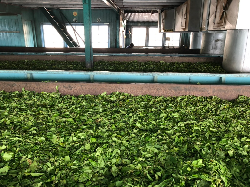 Inside a tea factory learning about the tea making process