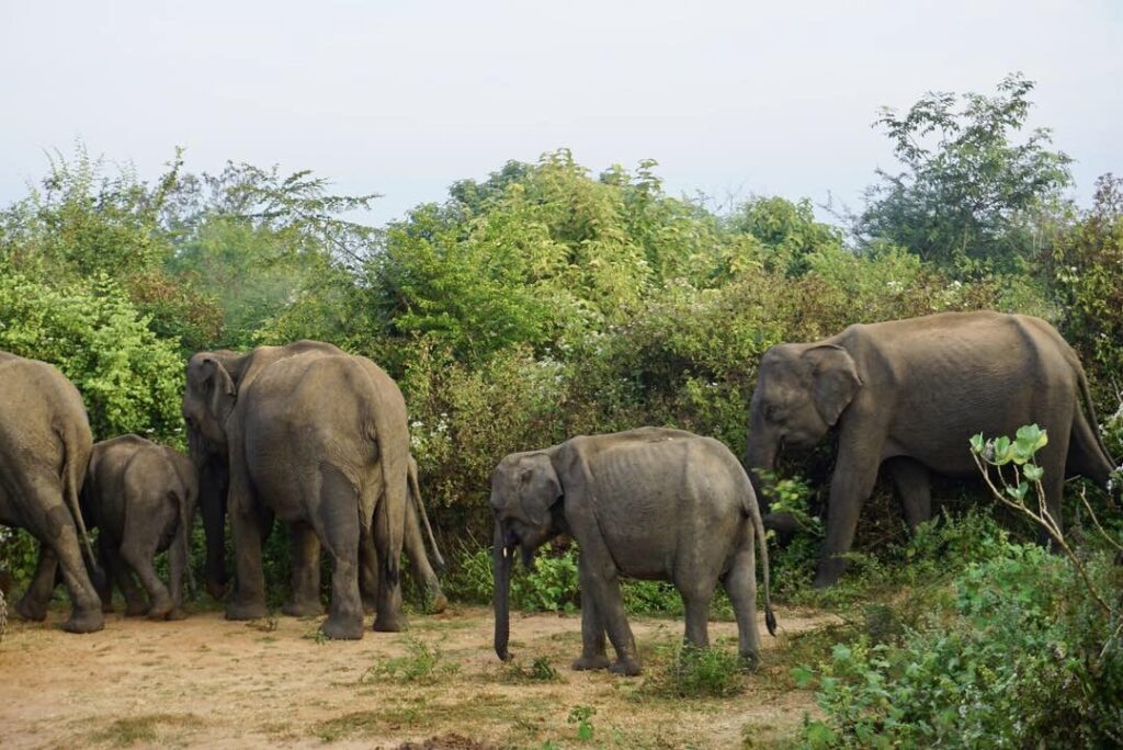 A parade of elephants with 2 babies