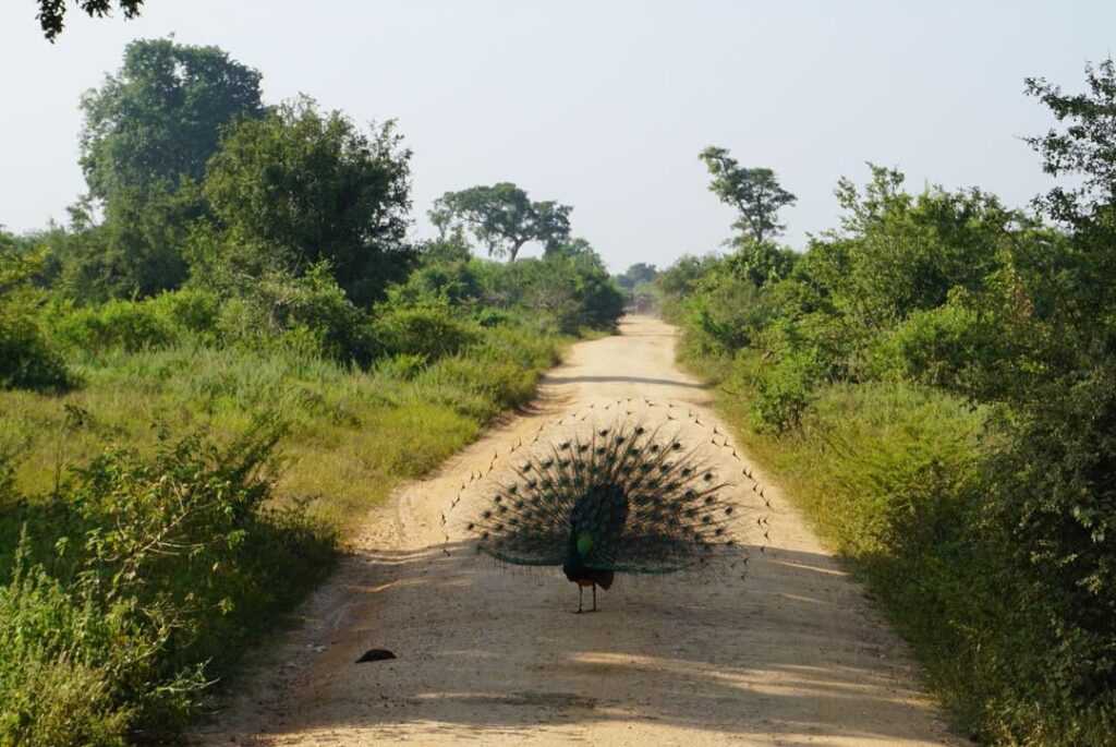 A peacock in the road at Udawalawe National Park