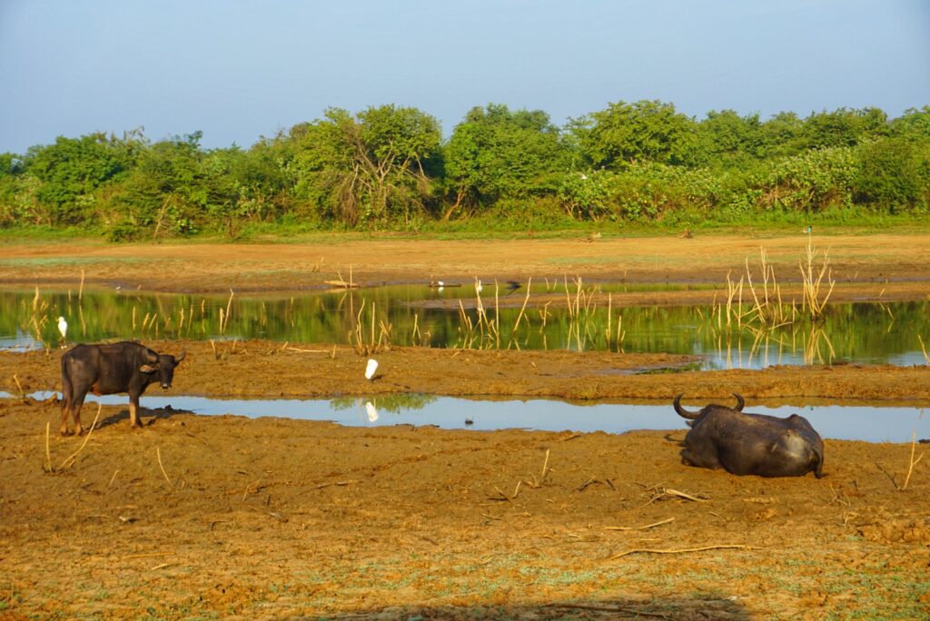 Sri Lanka has many parks offering safaris