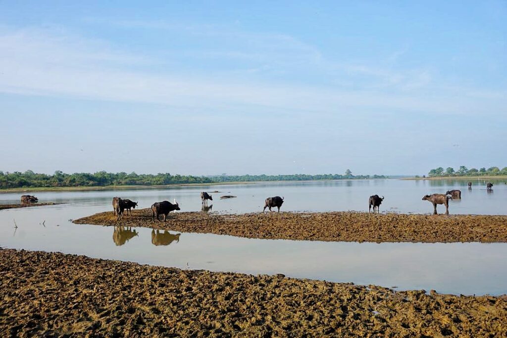 Animals gathering around water in side Udawalawe National Park