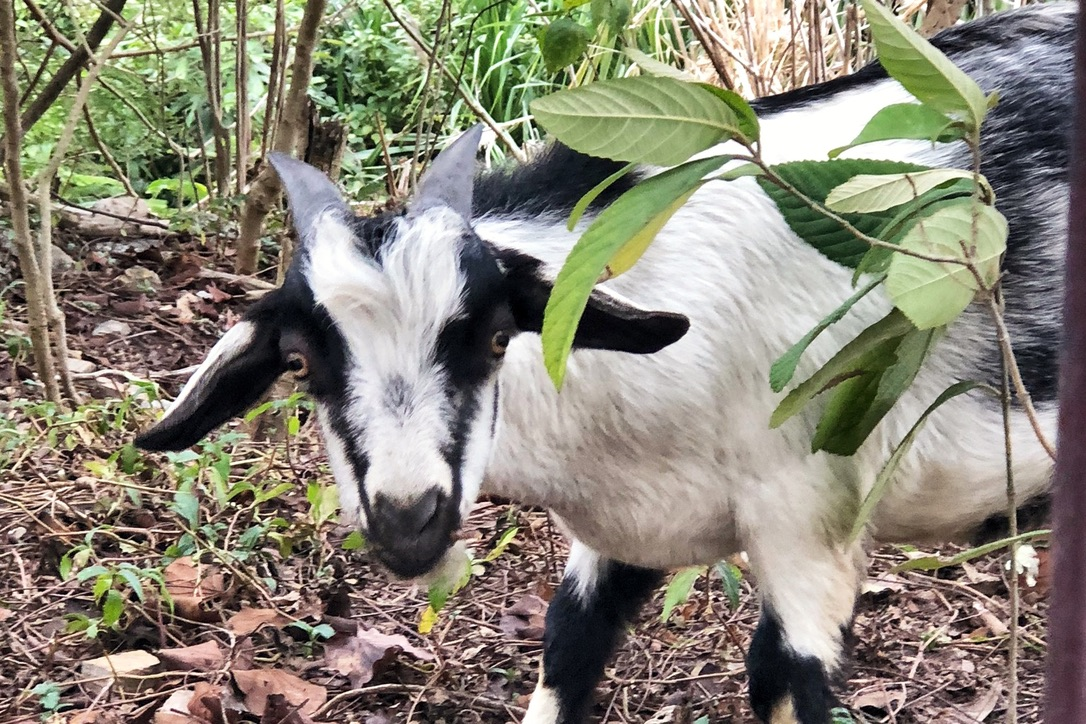 There are lots of goats on Cat Ba Island