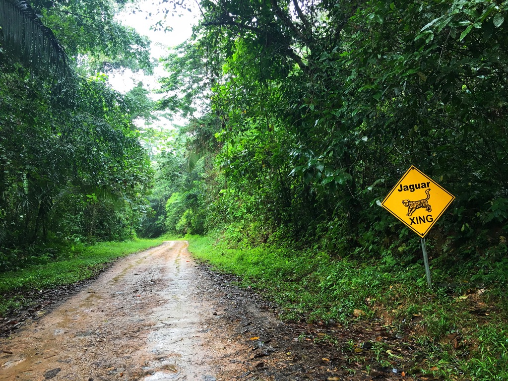The Cockscomb Basin Wildlife Sanctuary is a jaguar preserve