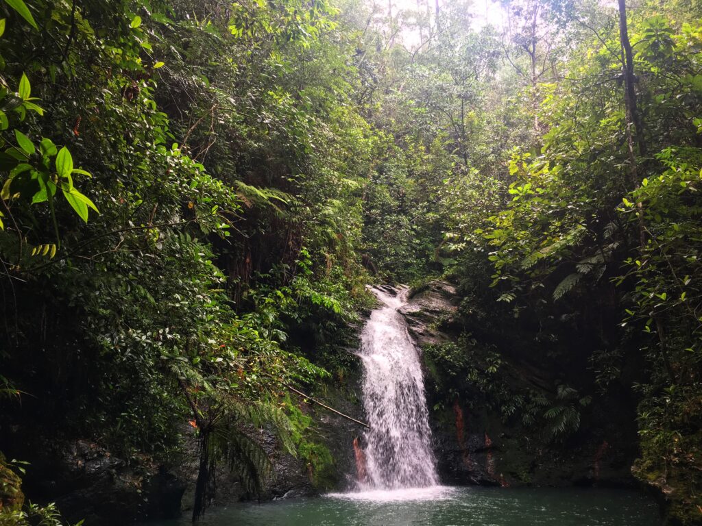 Views from the Tiger Fern Trail