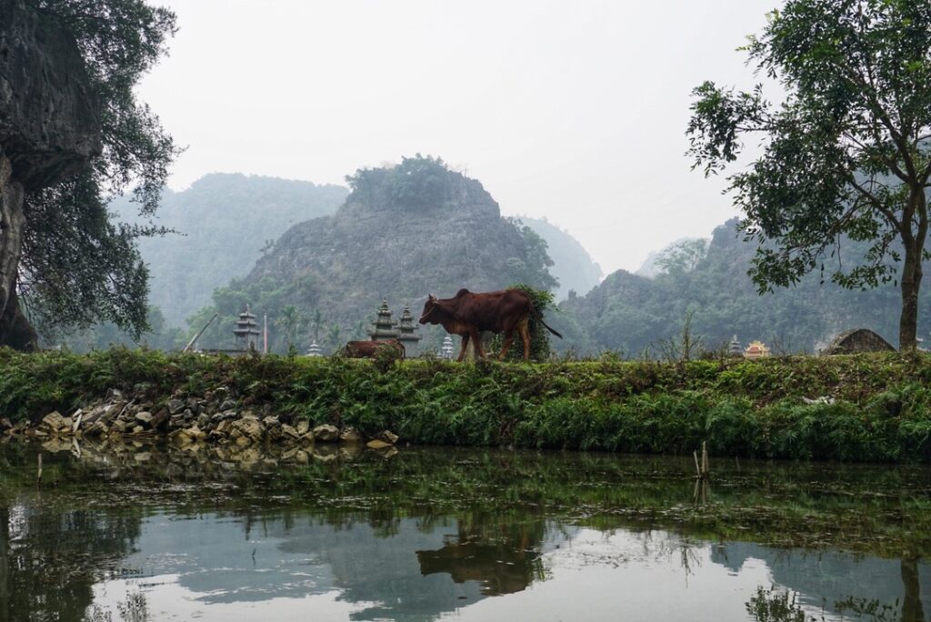Free range cows in Tam Coc area