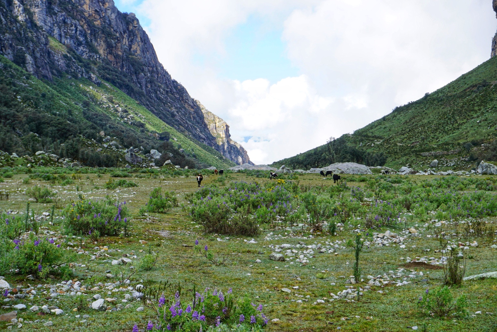 Cows roaming freely in the valley 