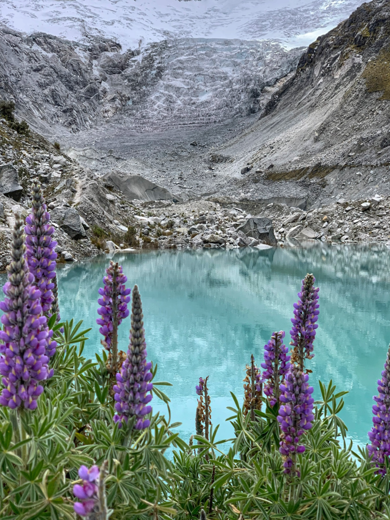 Purple flowers surrounding Laguna Llaca