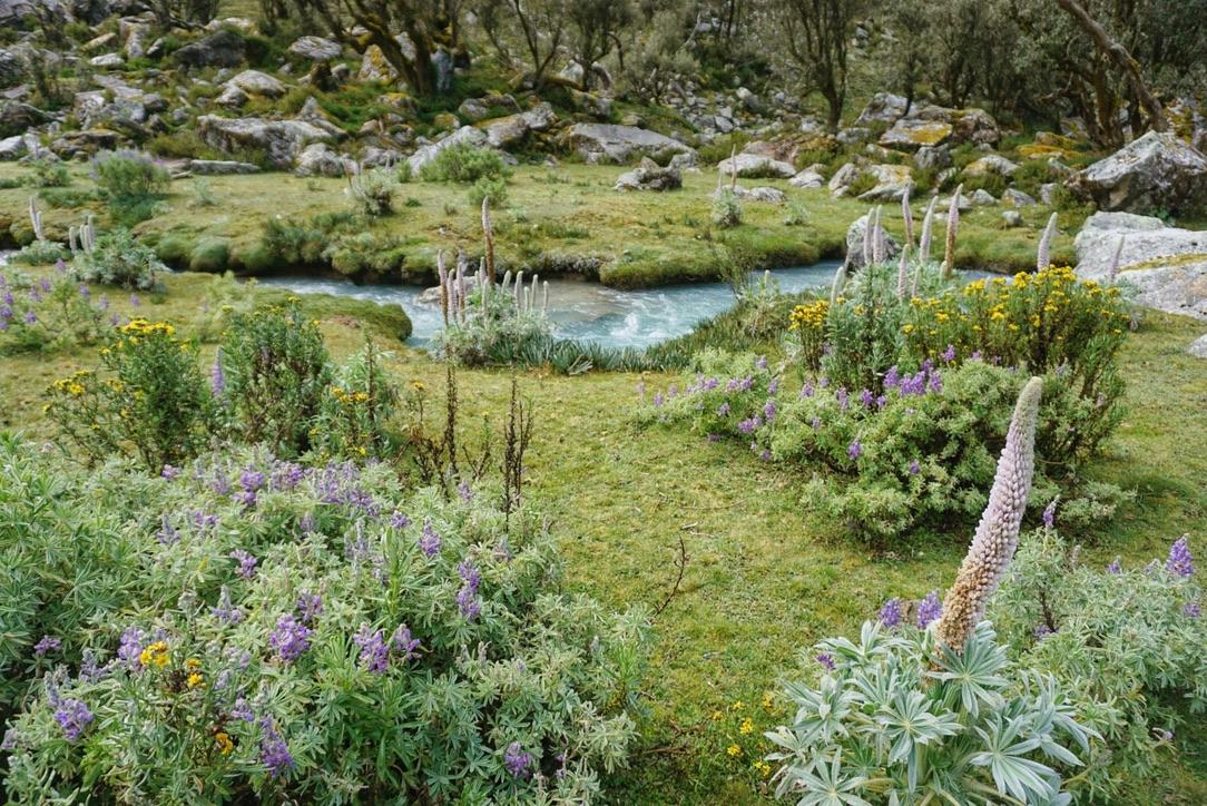 The colorful flowers and river in Llaca Valley