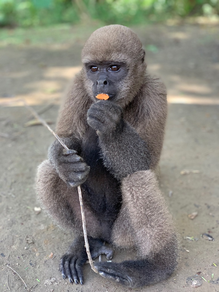 A playful monkey in the Amazon Rainforest