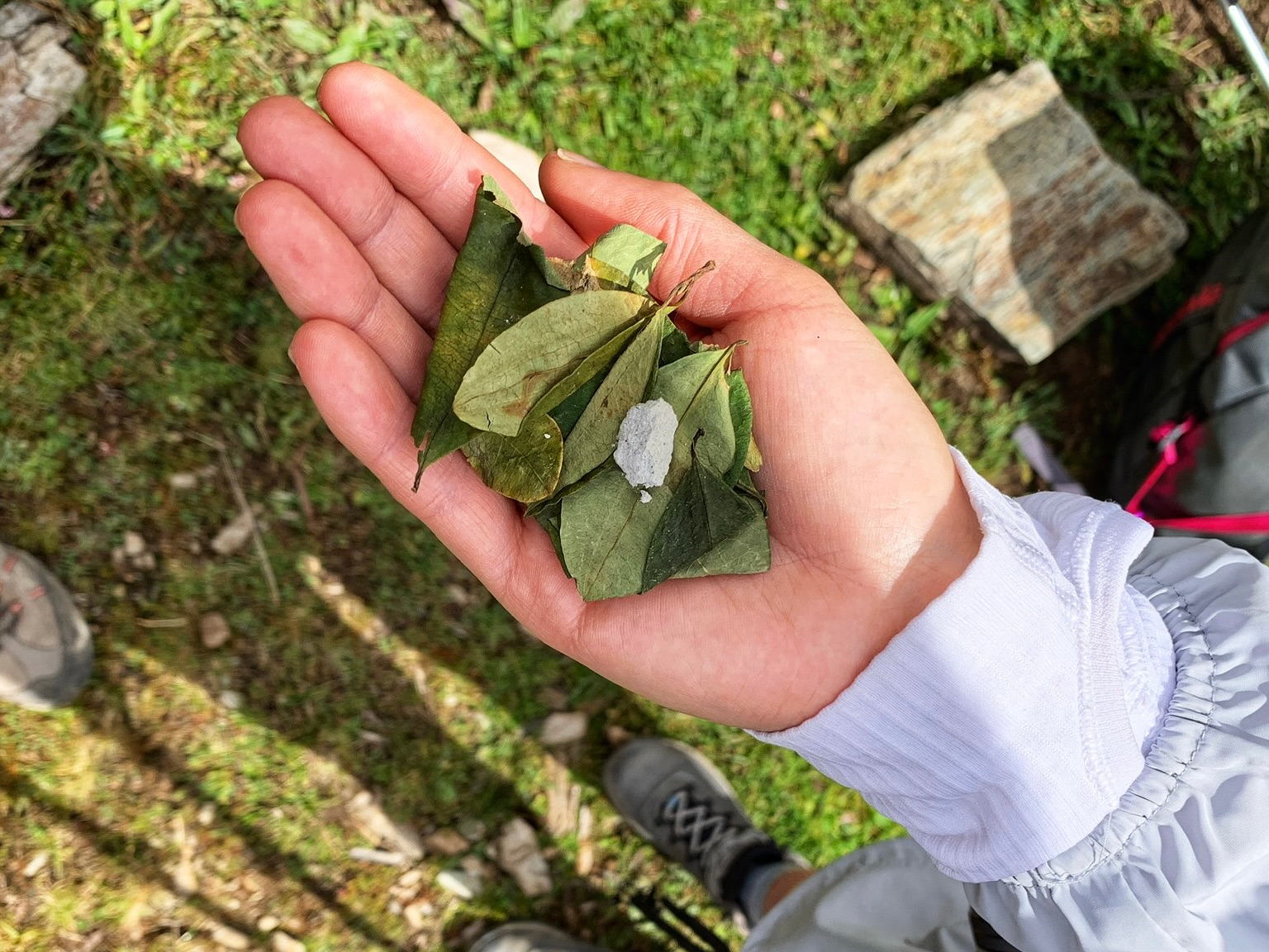 The coca leaves were considered sacred to the Incas