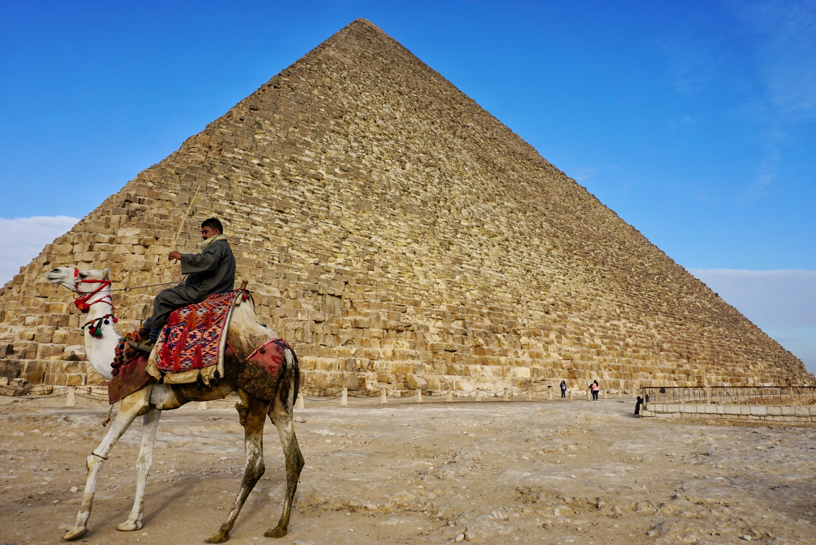 A camel in front of the pyramid